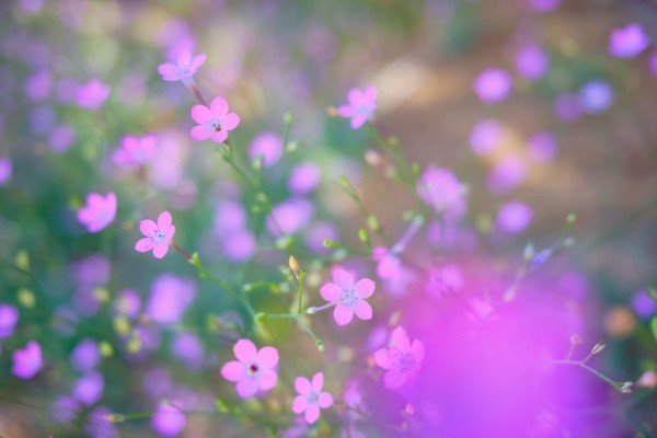 Tiny Pink Flower Macro Bokeh