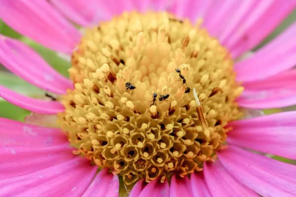 Ants Flower Nature Spring Macro