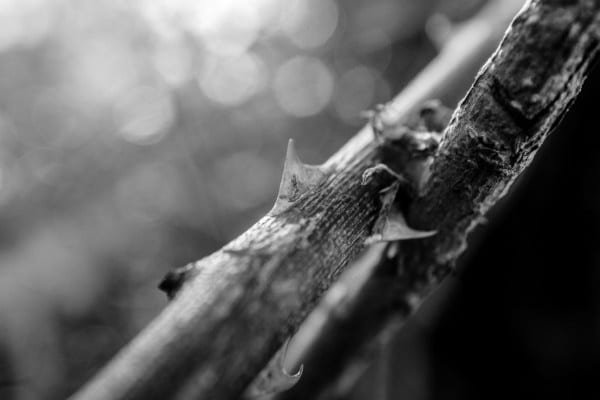 BW Abstract Nature Spike Macro