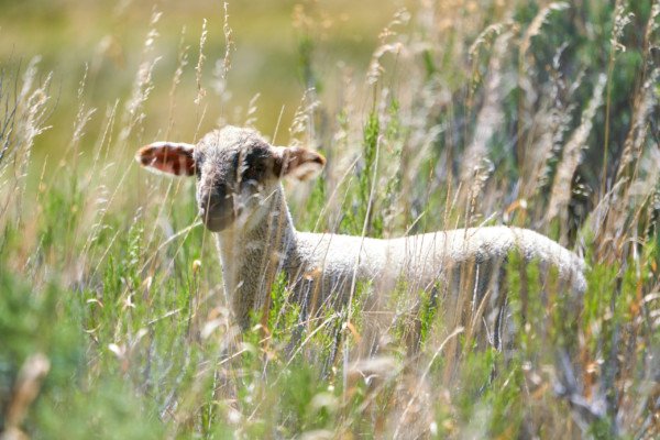 Baby Sheep Camouflaged Nature Wildlife