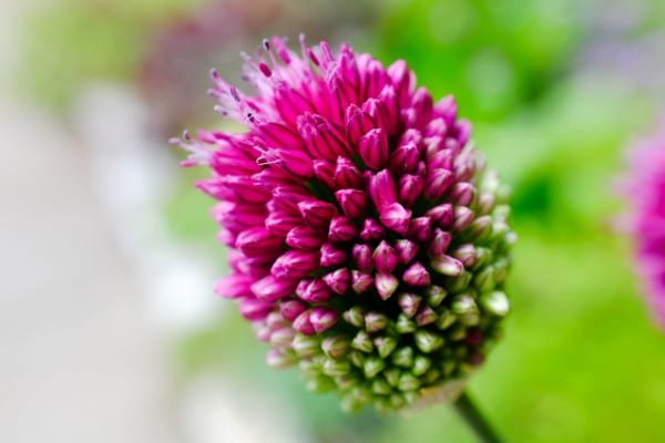 Bursting Buds Flower Macro Nature