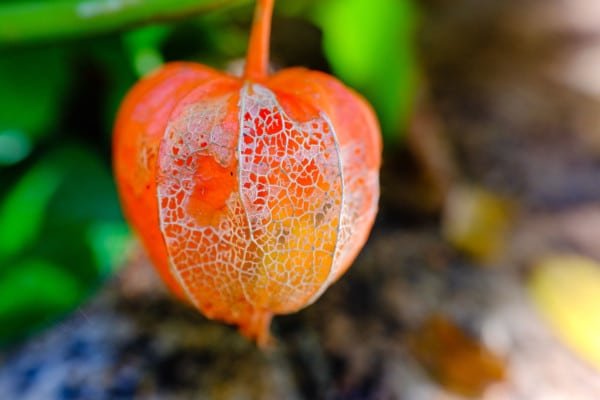 Chinese Lantern Plant Decay Macro