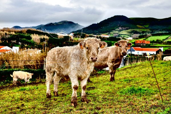 Cows Field Farm Nature Landscape