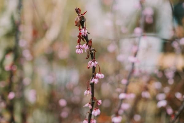 Flowers Abstract Nature Pink Nature