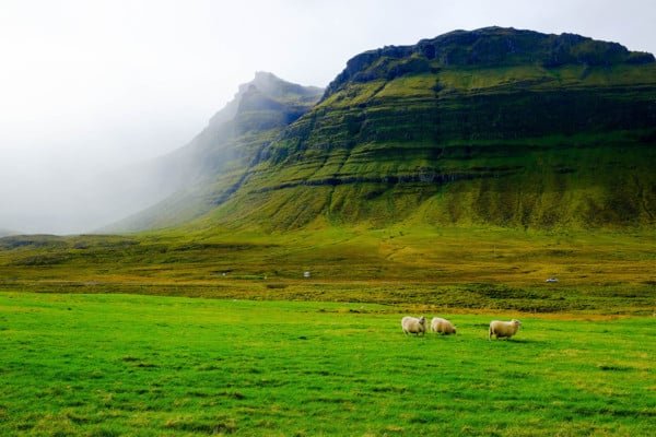 Iceland Green Lush Landscape Sheep
