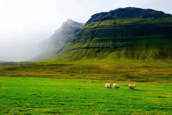 Iceland Green Lush Landscape Sheep Iceland Green Lush Landscape Sheep