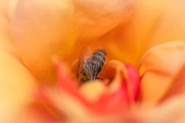 Orange Flower Bee Nature Pollen