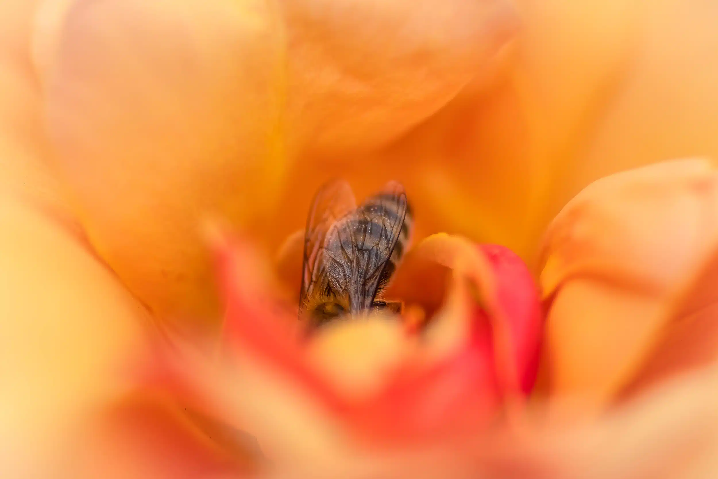 Orange Flower Bee Nature Pollen