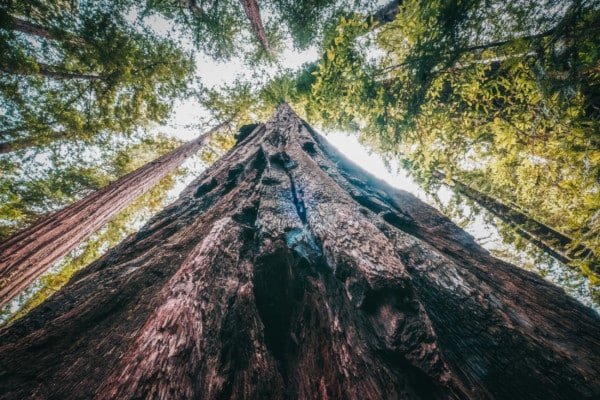 Redwood Tree Upward Macro Nature
