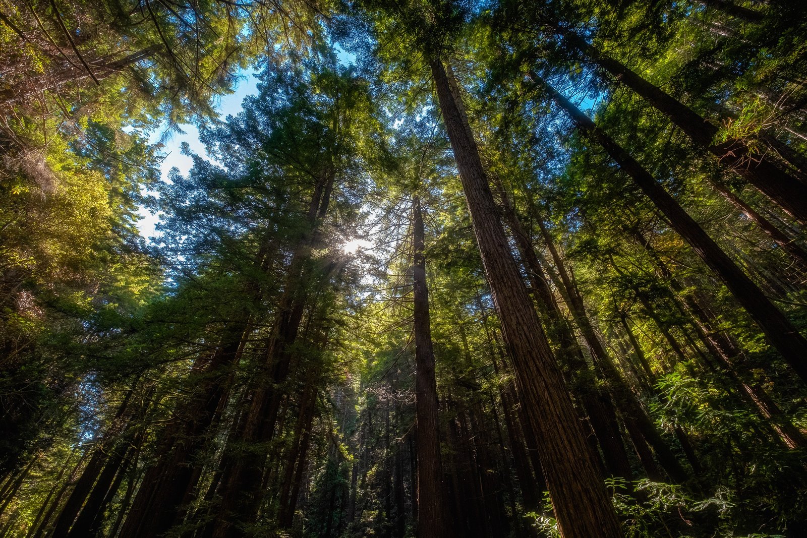 Redwoods Trees Upwards Landscape Nature