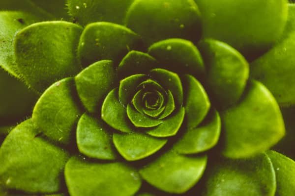 Succulent Green Plant Macro Abstract