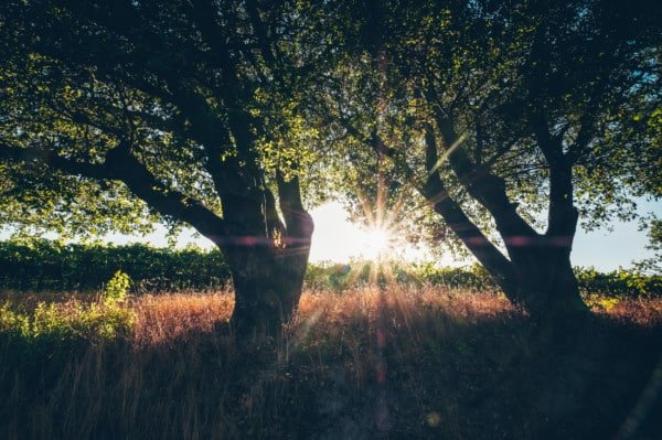 Vineyard Napa Valley Sunset Landscape
