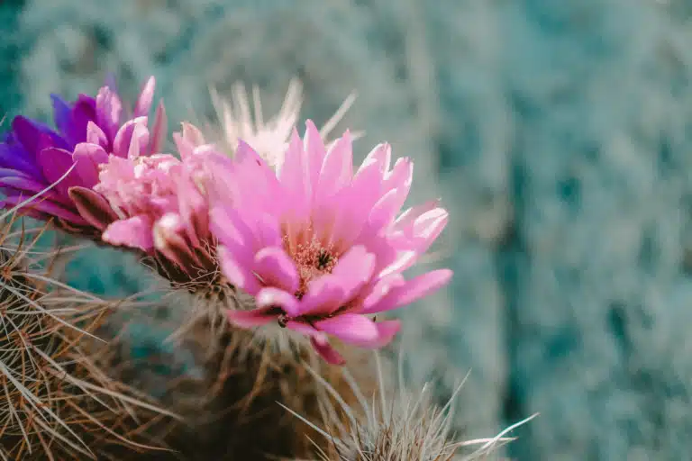 Cactus Flowers Pink Nature Macro