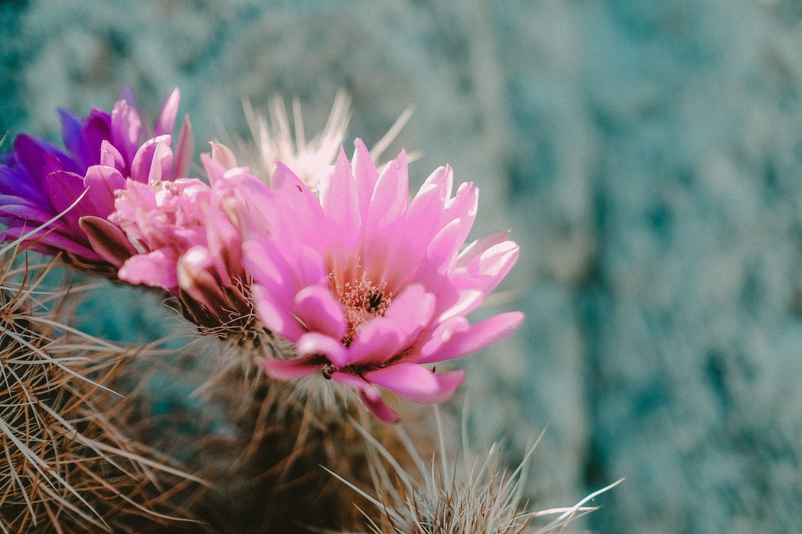 Cactus Flowers Pink Nature Macro