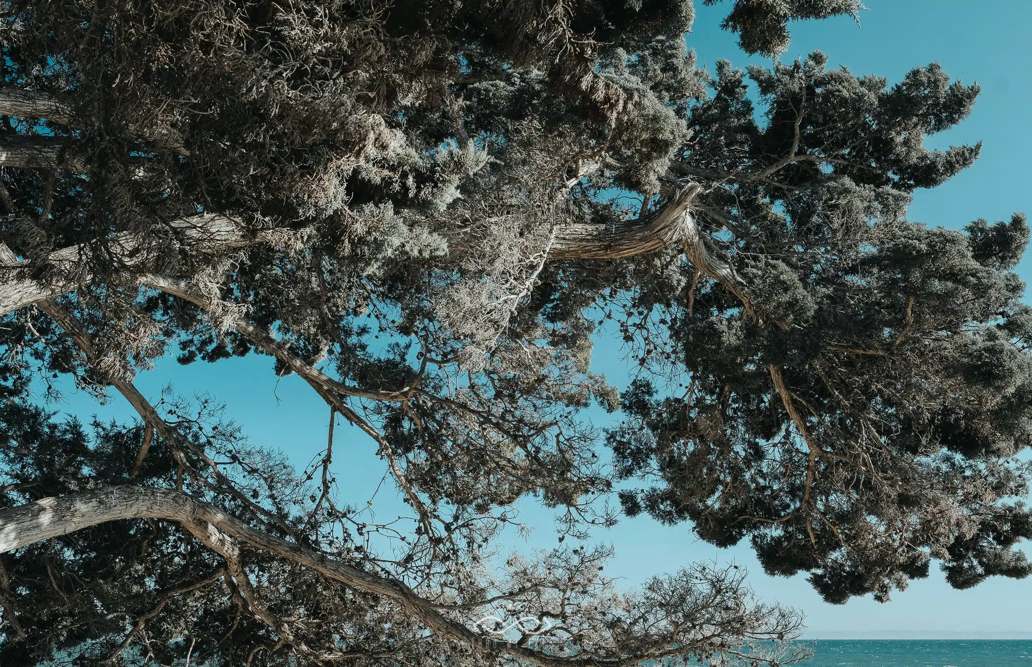 Trees Blue Sky Nature Landscape