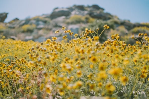 Yellow Spring Flowers Bloom LosAngeles