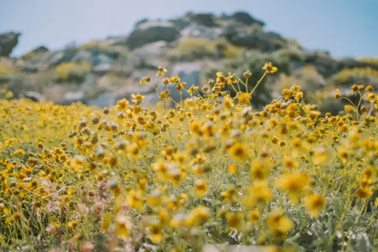 Yellow Spring Flowers Bloom LosAngeles