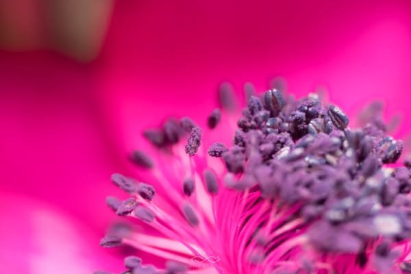 Pink Anemone Flower Nature Macro
