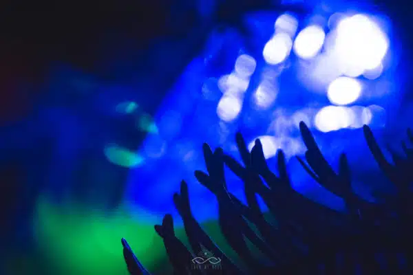 Christmas Lights Abstract Blue Macro