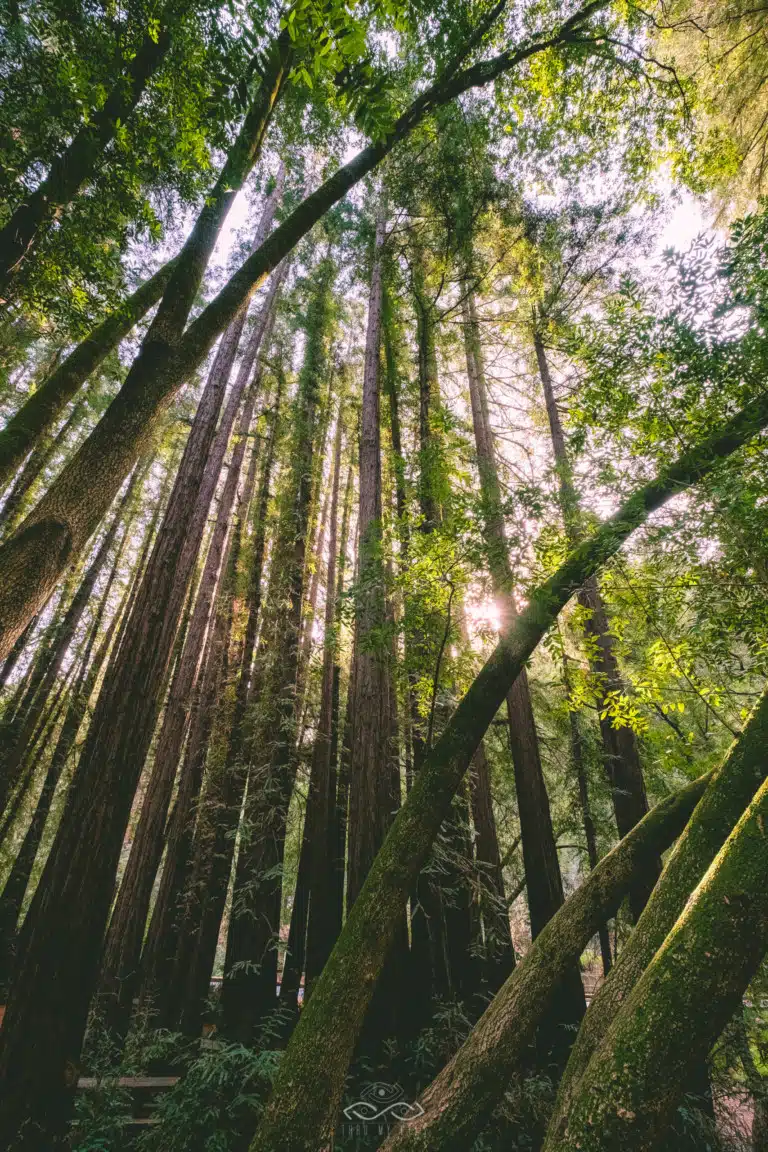Miur Woods Green Trees Landscape