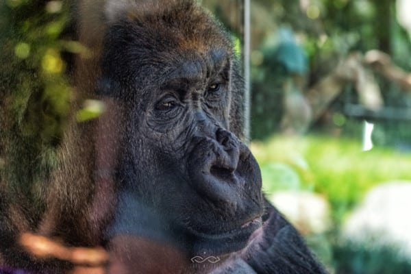 Gorilla Portrait Sandiego Zoo Animals