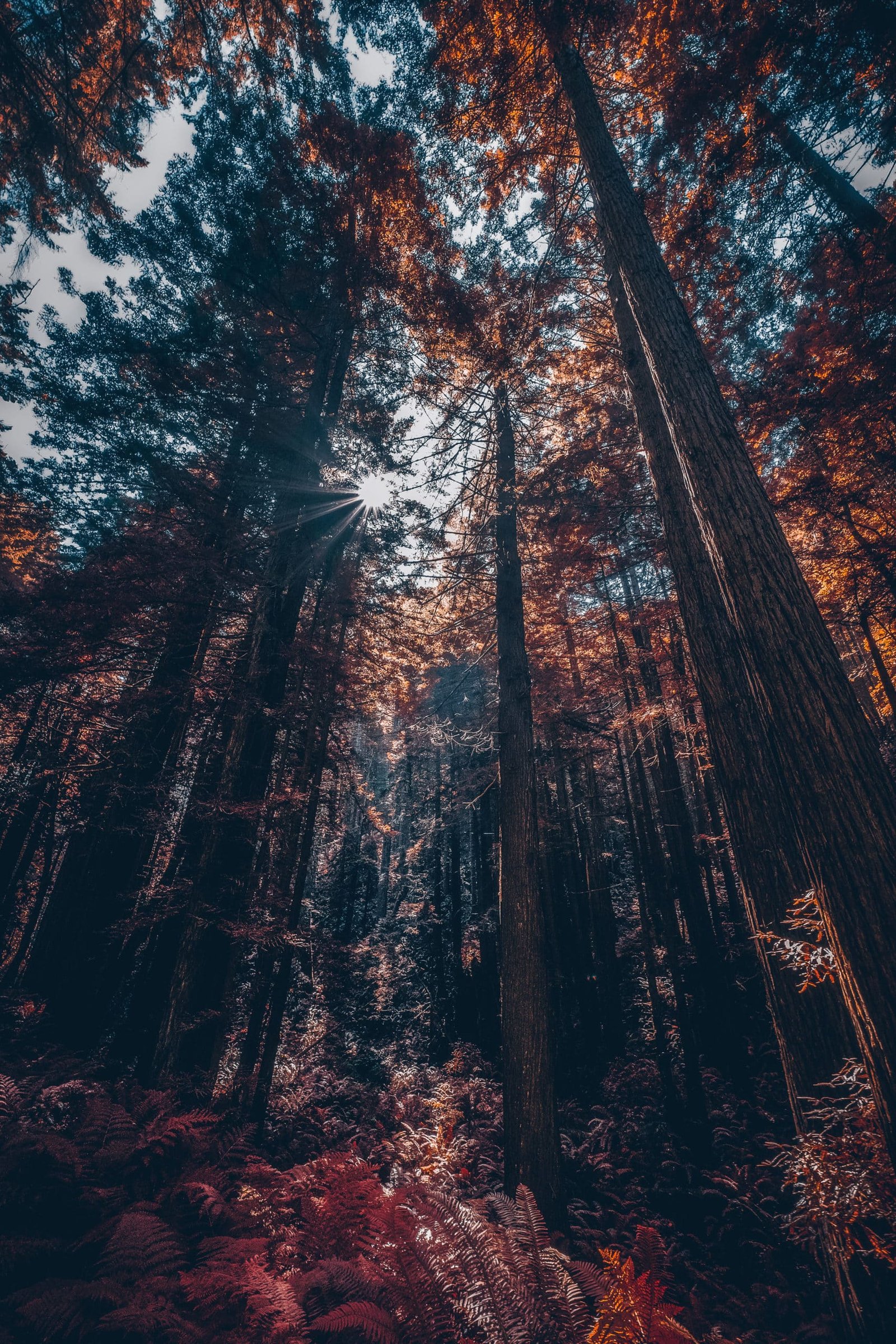 Redwood Trees Forest Nature Sunflare