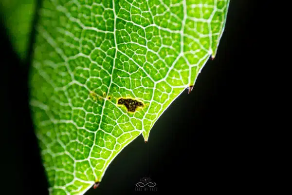 Green Leaf Decay Macro Nature