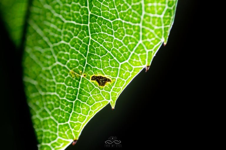 Green Leaf Decay Macro Nature