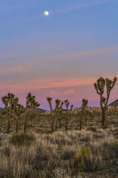 Joshua Tree Full Moon Landscape