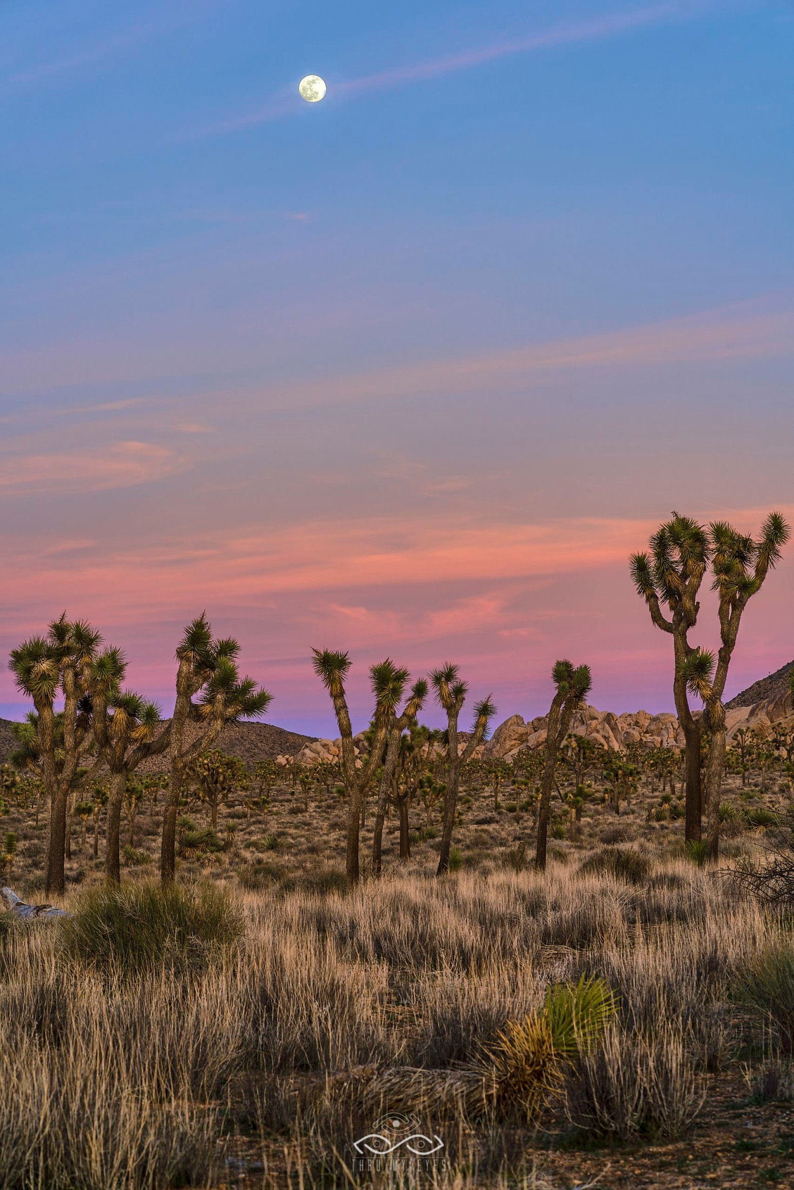 Joshua Tree Full Moon Landscape