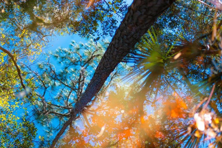 Puddle Reflection Abstract Trees Nature