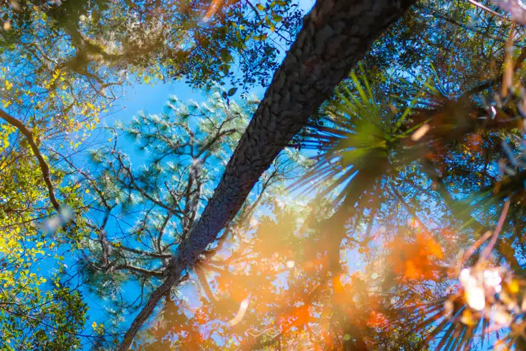 Puddle Reflection Abstract Trees Nature
