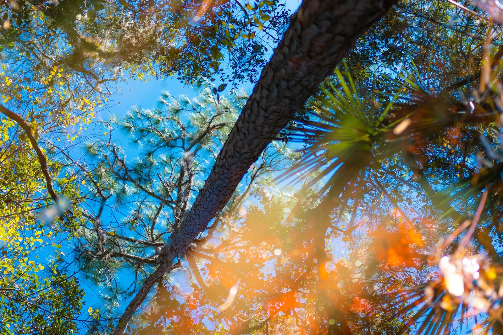 Puddle Reflection Abstract Trees Nature