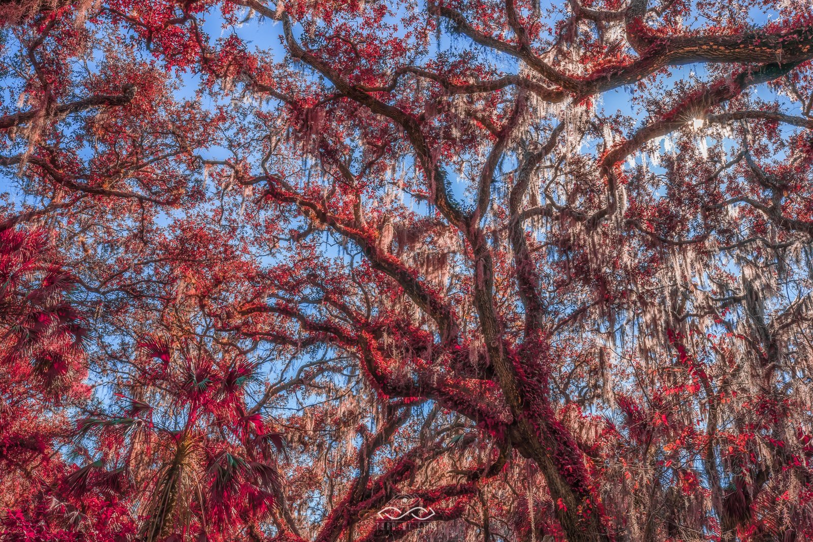 Red Leaves Trees Landscape NAture