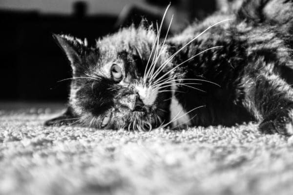 BW Cat Kitten Animal Whiskers