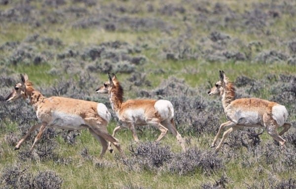 Pronghorn Animal Running Wildlife Wyoming