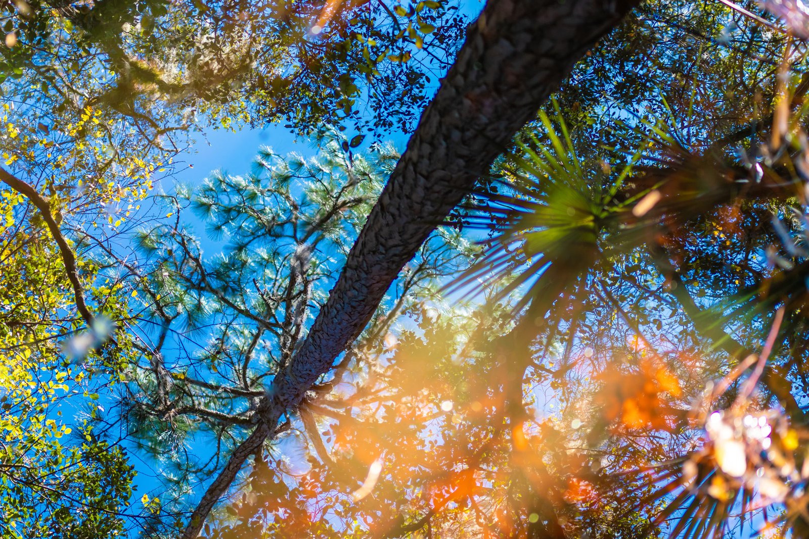 Abstract Reflection Trees Daydream Landscape