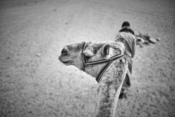 BW Camel Ride Egypt Travel