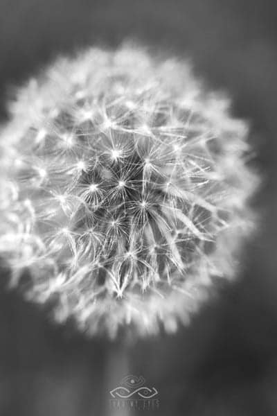 BW Dandelion Flower Nature Macro