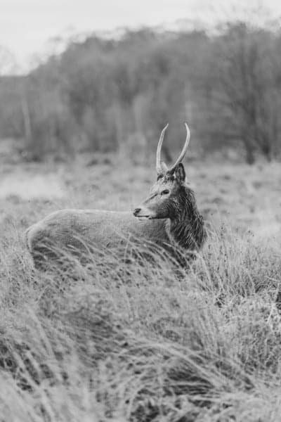 BW Deer Stag Horns Wildlife
