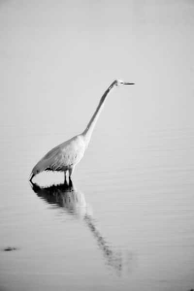 BW Egret Water Reflection Nature
