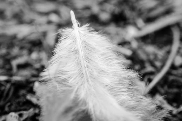 BW Feather Support Nature Macro