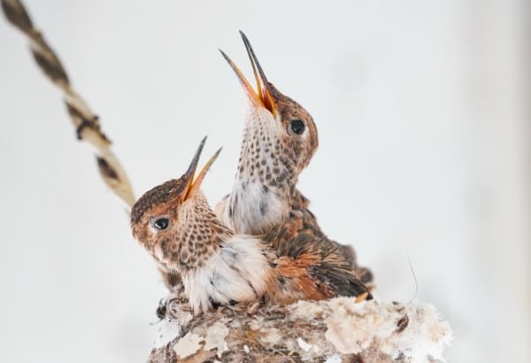 Baby Hummingbirds Nest Nature Macro