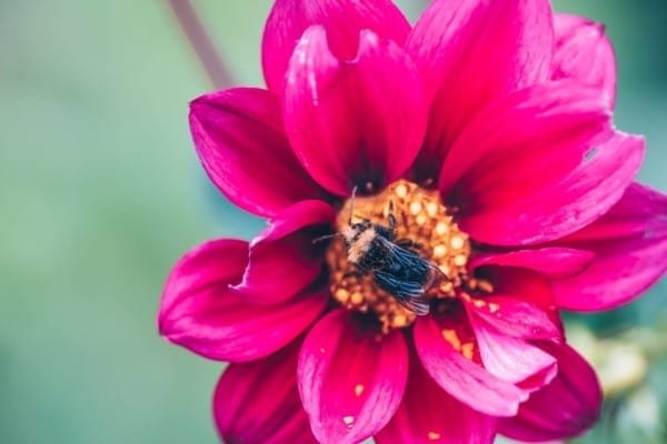 Bee Pink Dahlia Flower Macro