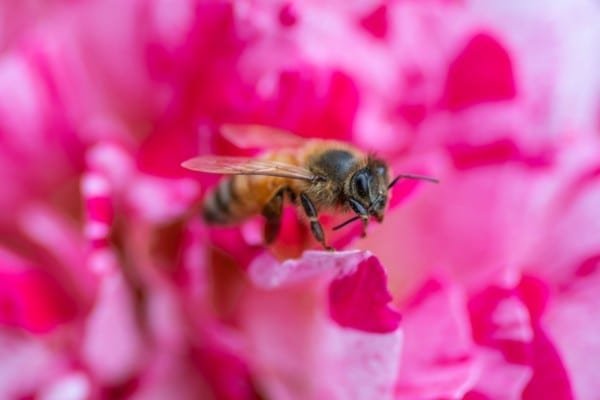 Bee Pink Rose Flower Macro