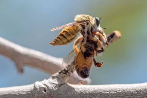 Bee Two Fighting Nature Macro