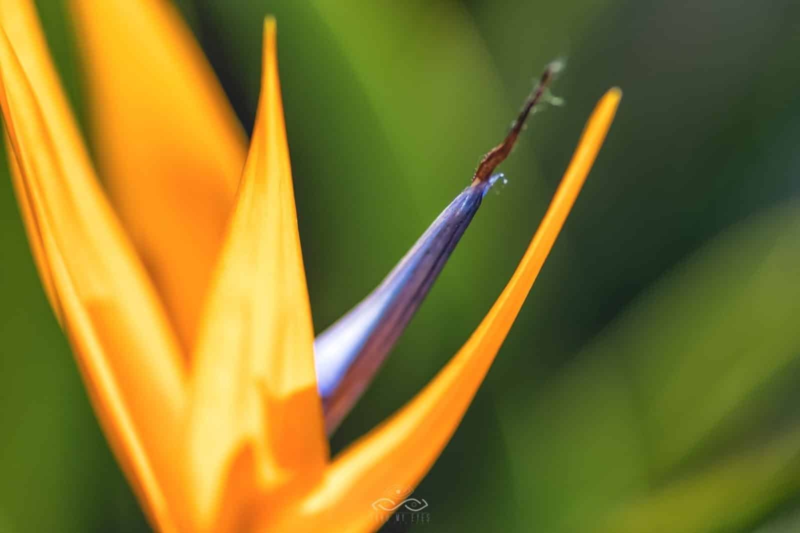 Bird Paradise Flower Nature Macro Bird Paradise Flower Nature Macro