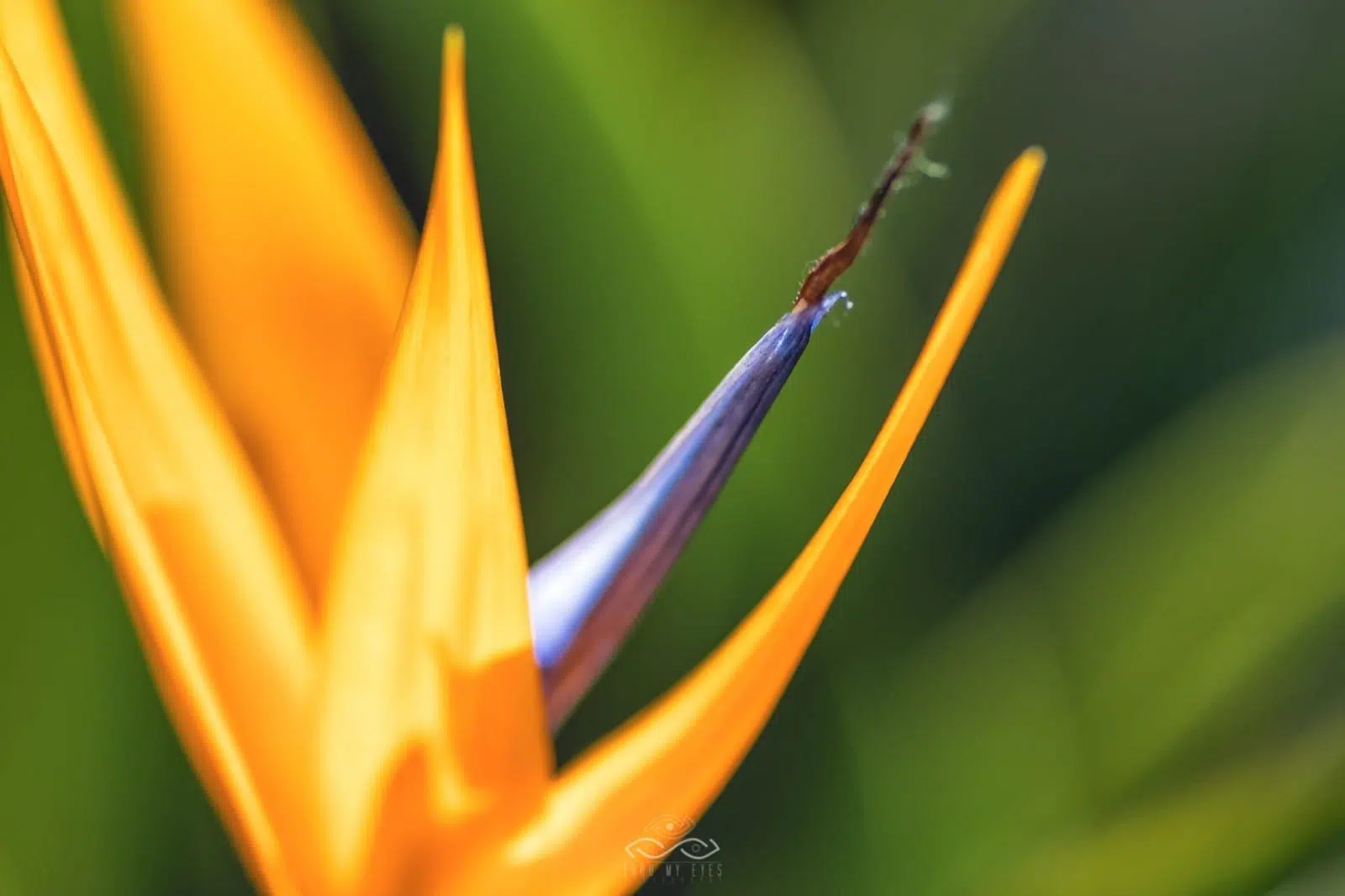 Bird Paradise Flower Nature Macro