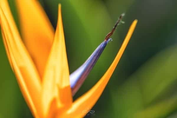 Bird Paradise Flower Nature Macro