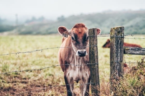 Brown Cow Animal Country